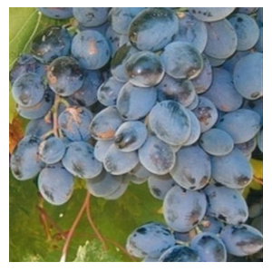WINOGRON szczepiony niebiesko fioletowy - sadzonki 5 / 10 cm
